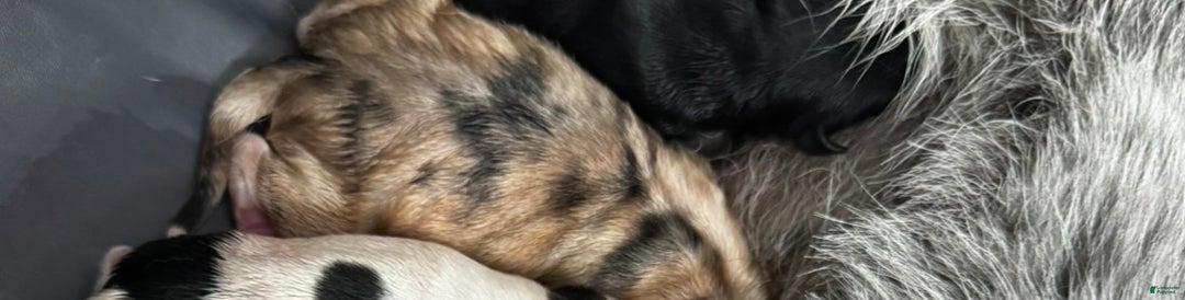 Pomsky dogs for sale: Pomsky Puppy 3 tan multi - Ad 1