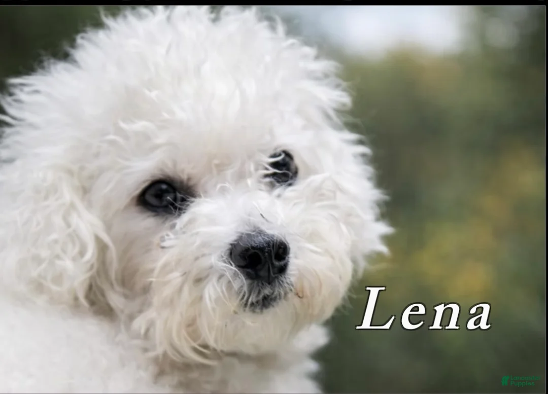 Schnoodle dogs for sale: Schnoodle Puppy 4 - Ad 2