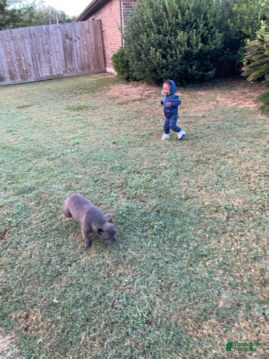 French Bulldog dogs for sale: French Bulldog Puppy 1 - Ad 3