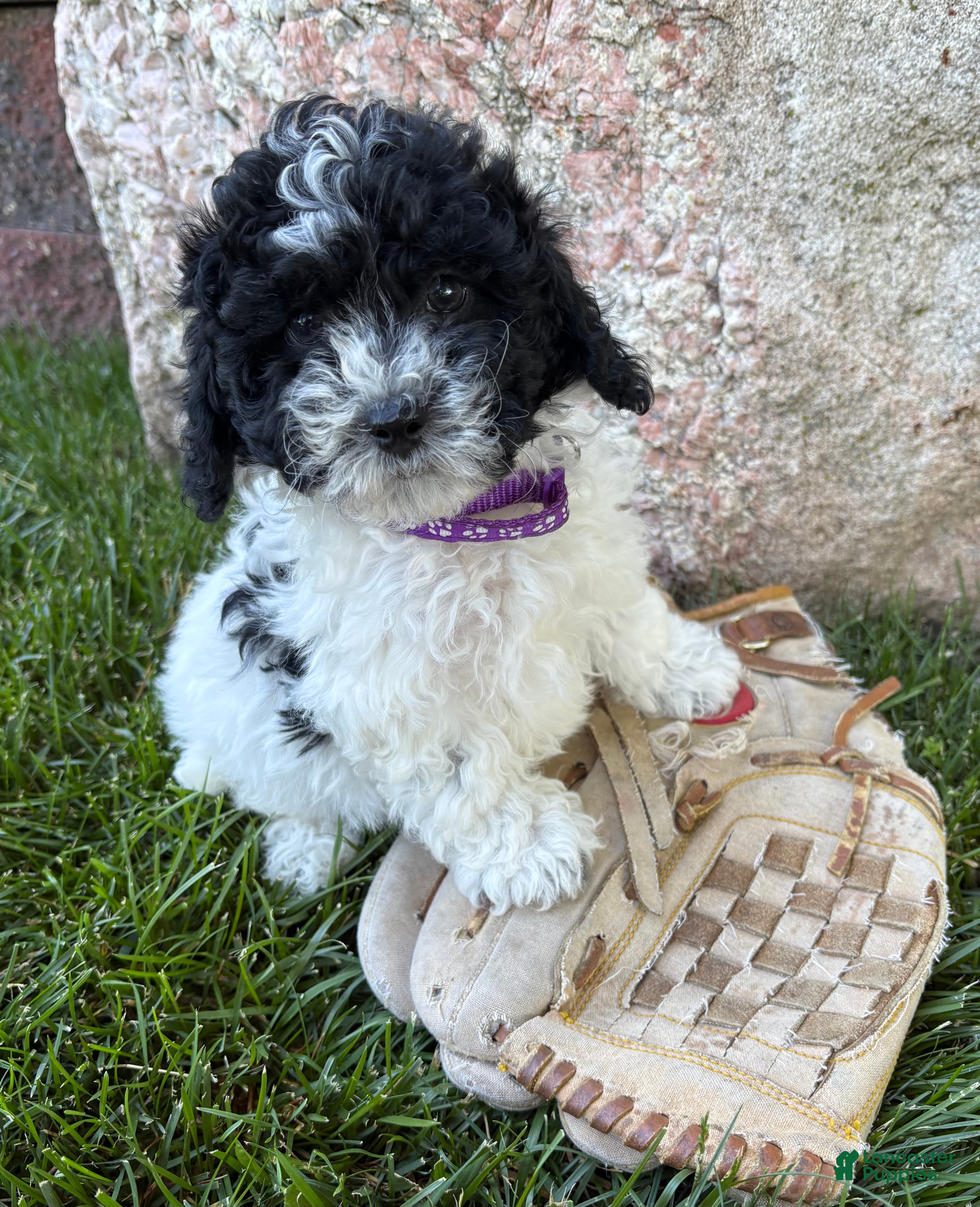 Havapoo dogs Ava  - Ad 1