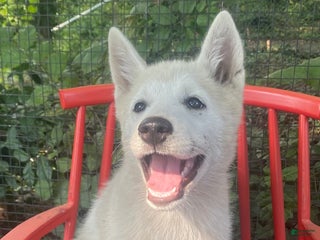 Mixed Breed dogs Storm - Ad 32