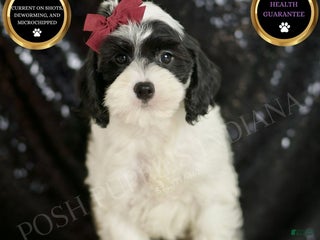 Cavapoo dogs - Ad 16