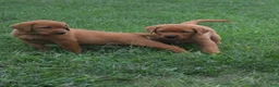 Labrador Retriever dogs for sale: Foxy - Ad 7