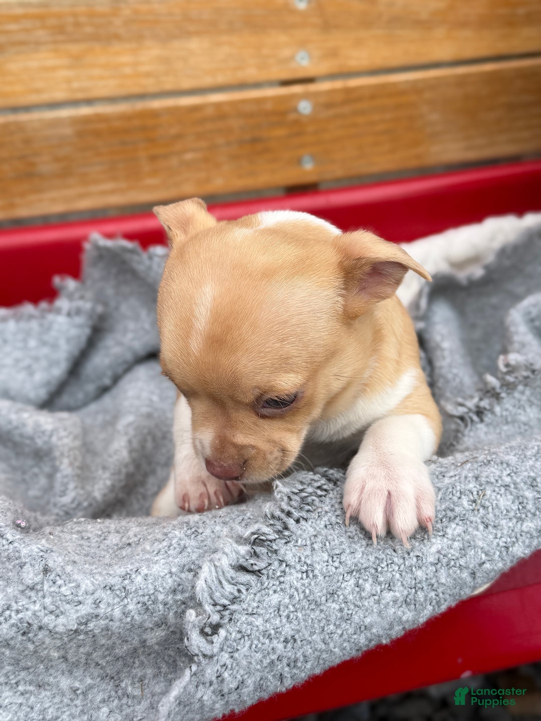 Chihuahua dogs for sale: Cookie - Ad 3