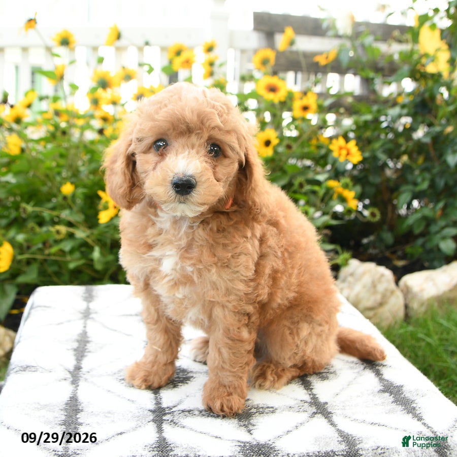 Bichpoo dogs Axel - Ad 2
