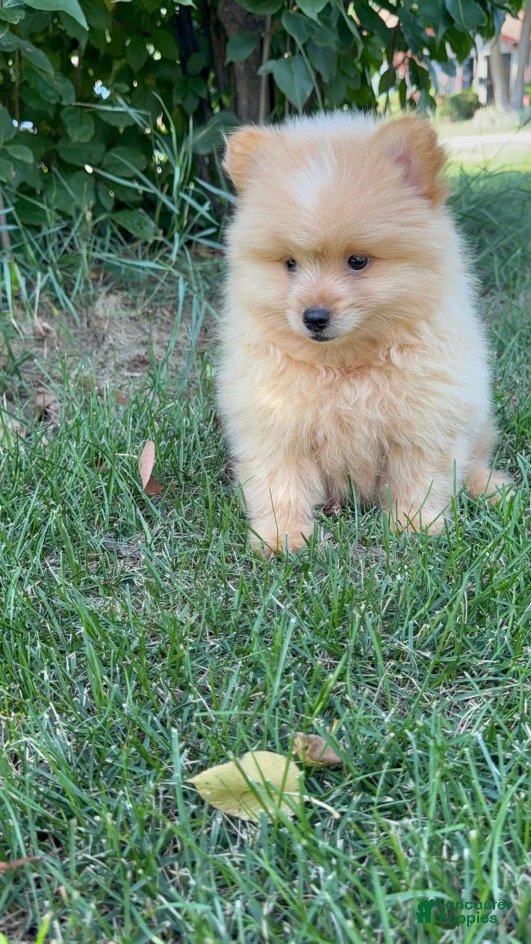 Mixed Breed dogs for sale: Charlie - Ad 8
