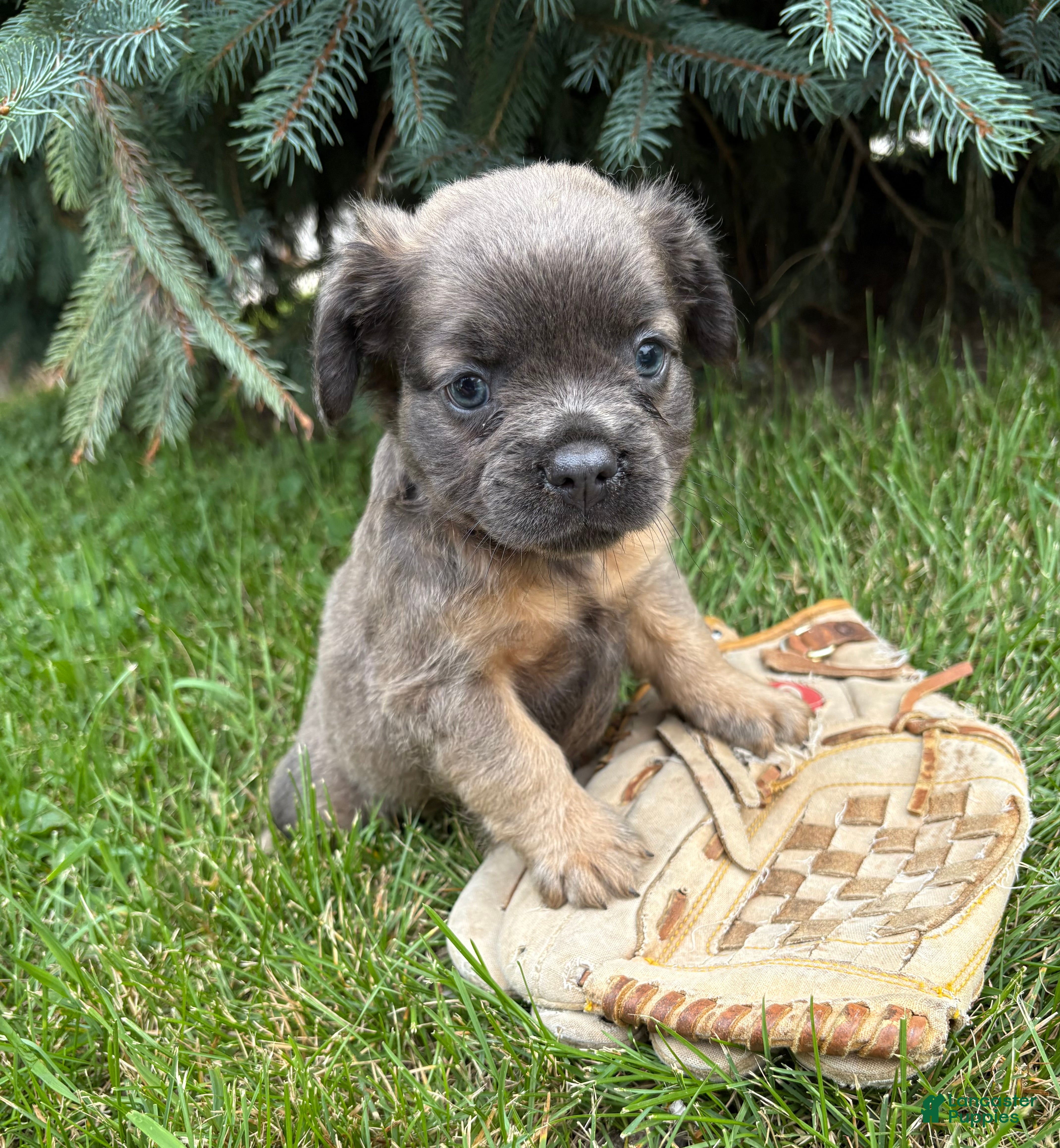 French Bulldog dogs Dakota Fluffy - Ad 2