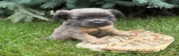 French Bulldog dogs for sale: Dakota Fluffy - Ad 2