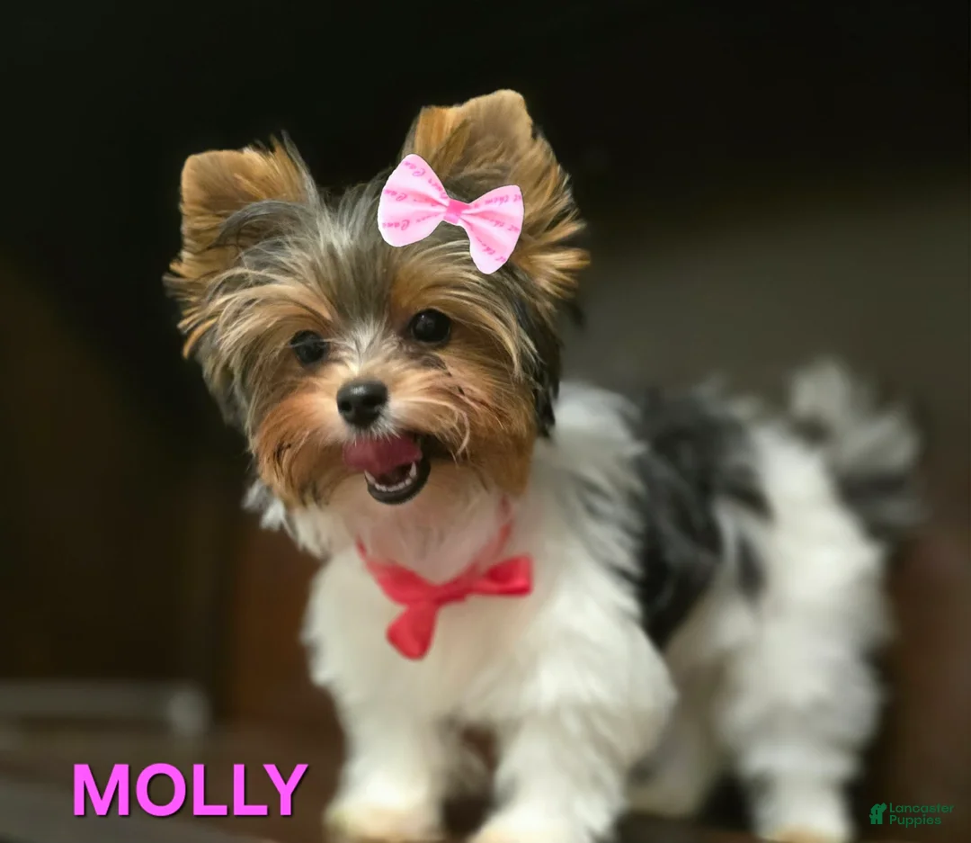 Biewer Terrier dogs for sale: Biewer Terrier Puppy 3 - Ad 2