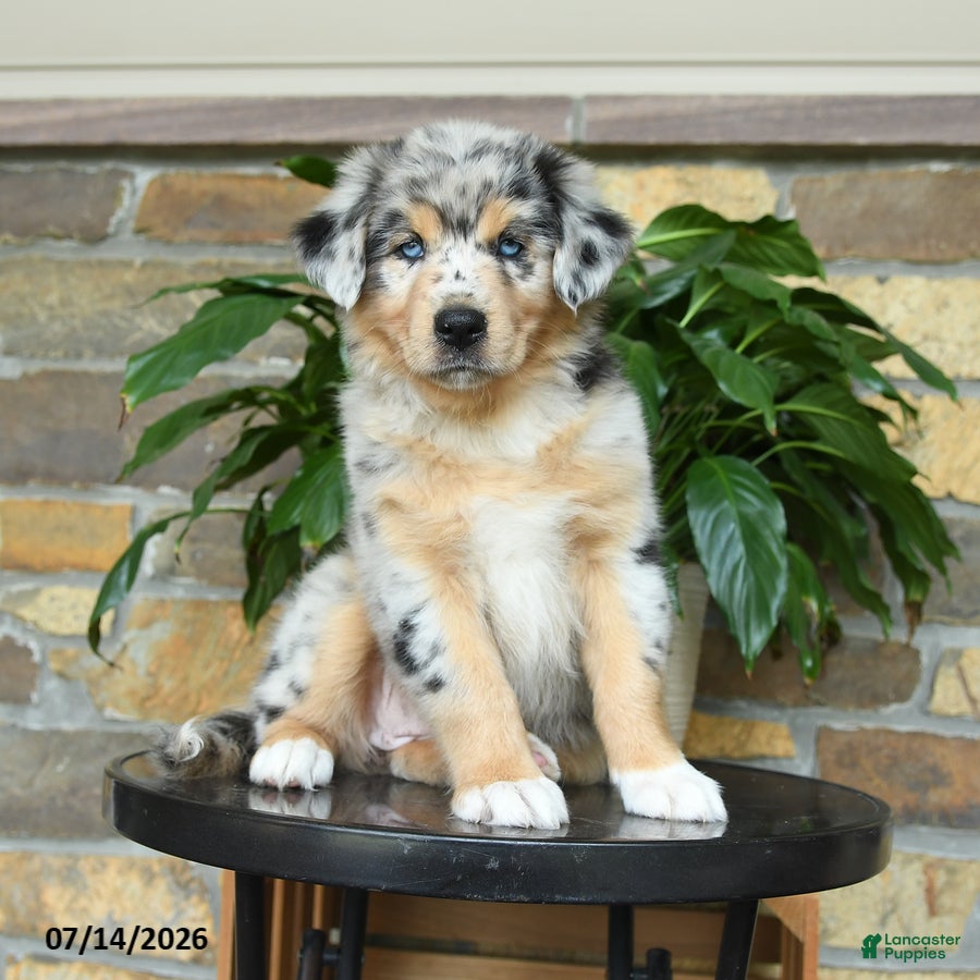 Australian Shepherd dogs Macy - Ad 2
