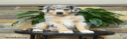 Australian Shepherd dogs for sale: Macy - Ad 2
