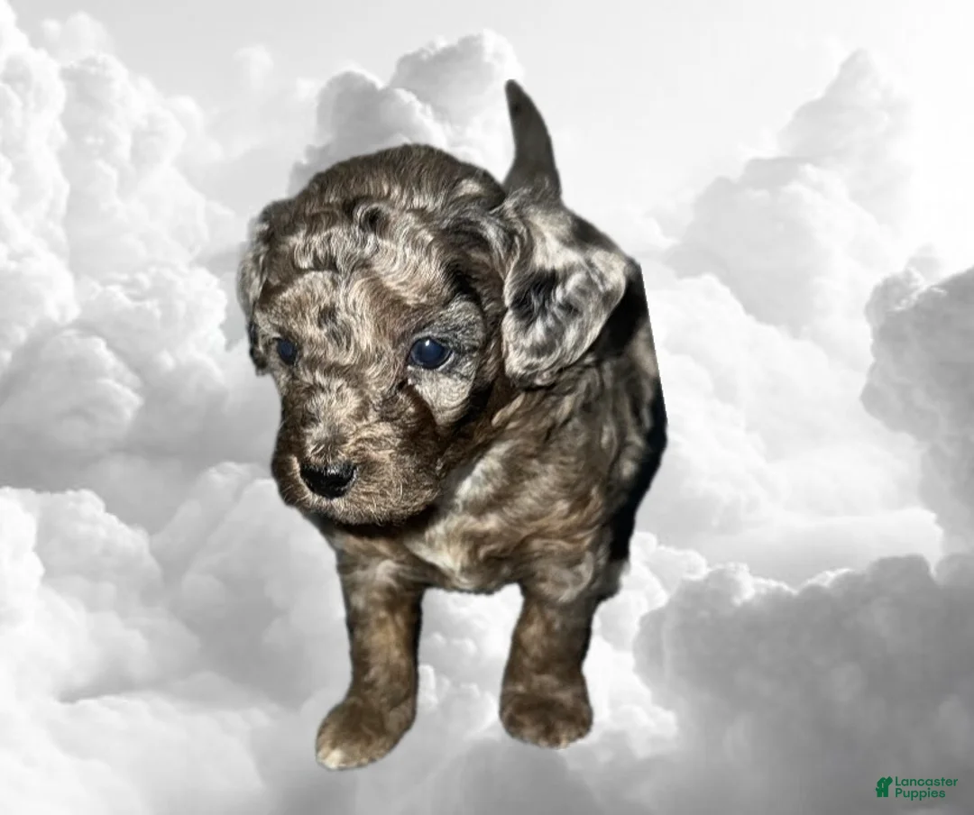 Toy Poodle dogs for sale: Toy Poodle Puppy 4 - Ad 1