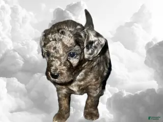 Toy Poodle dogs Toy Poodle Puppy 4 - Ad 21