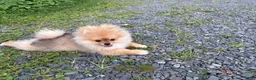 Pomeranian dogs for sale: Pomeranian Puppy 3 - Ad 7