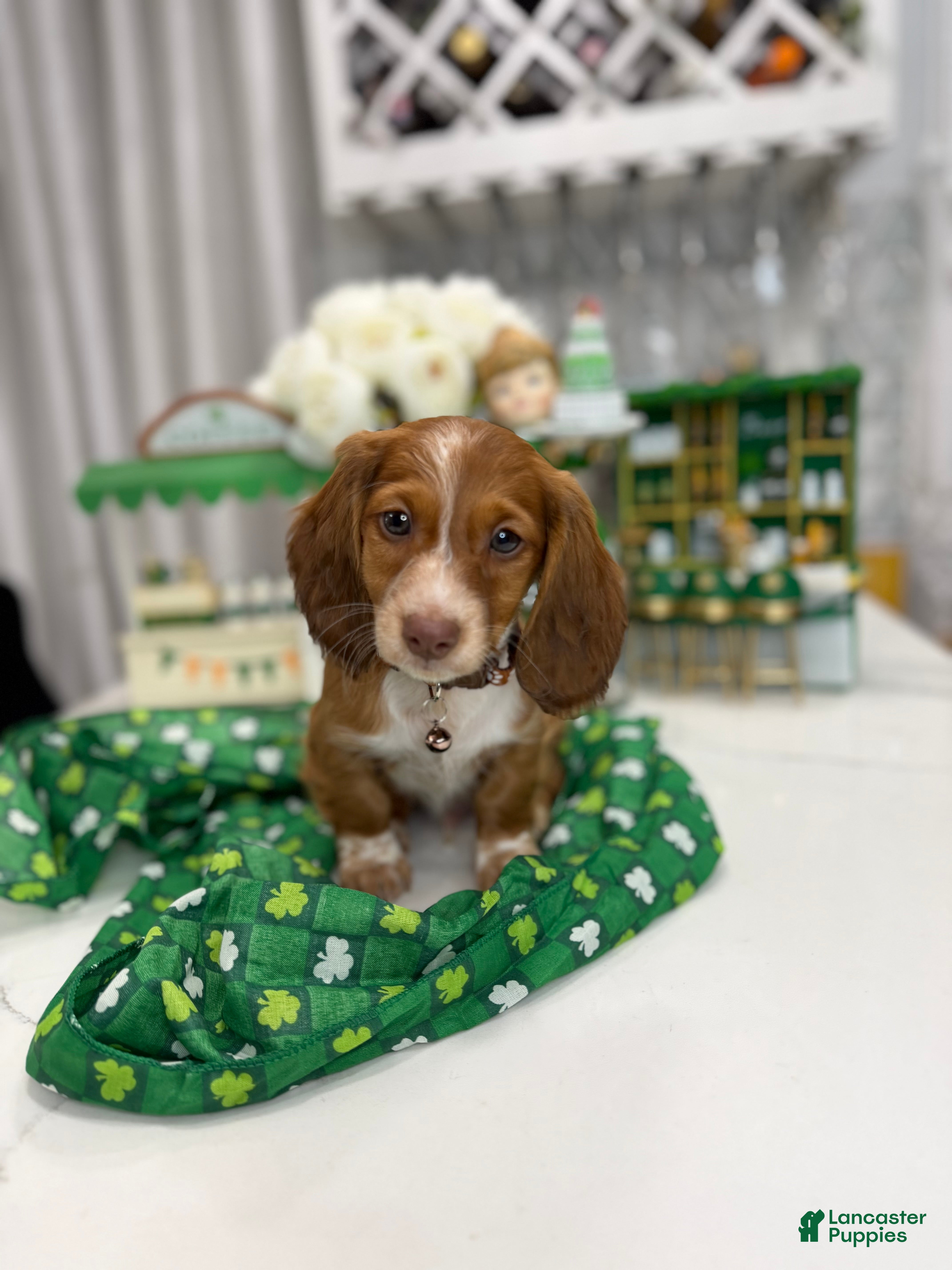 Miniature Dachshund dogs Johnny  - Ad 8