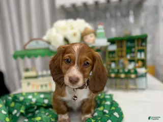 Miniature Dachshund dogs Johnny - Ad 8