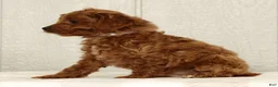 Cavapoo dogs for sale: Benji - Ad 5