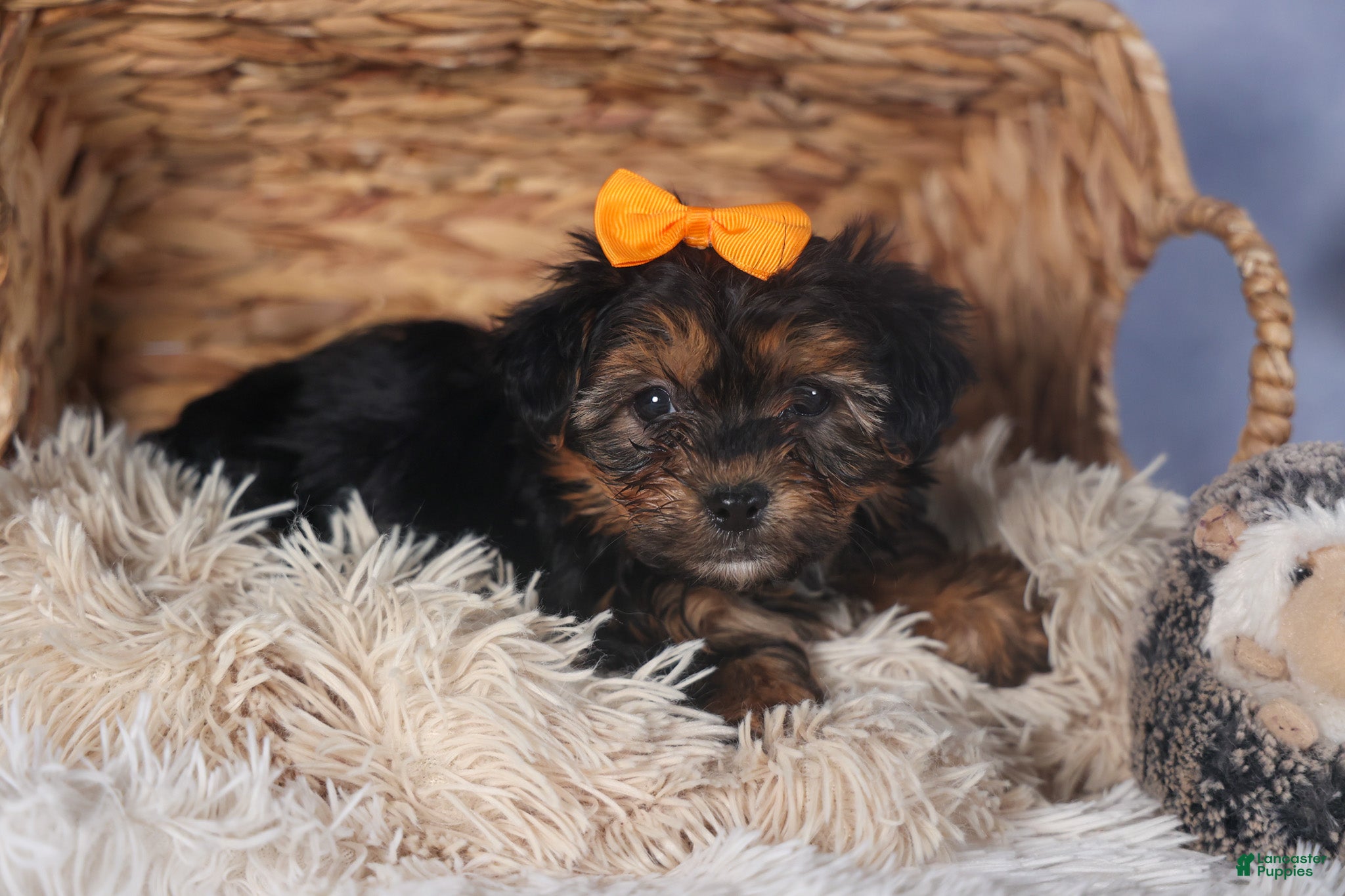 Yorkiepoo dogs JACK - Ad 2