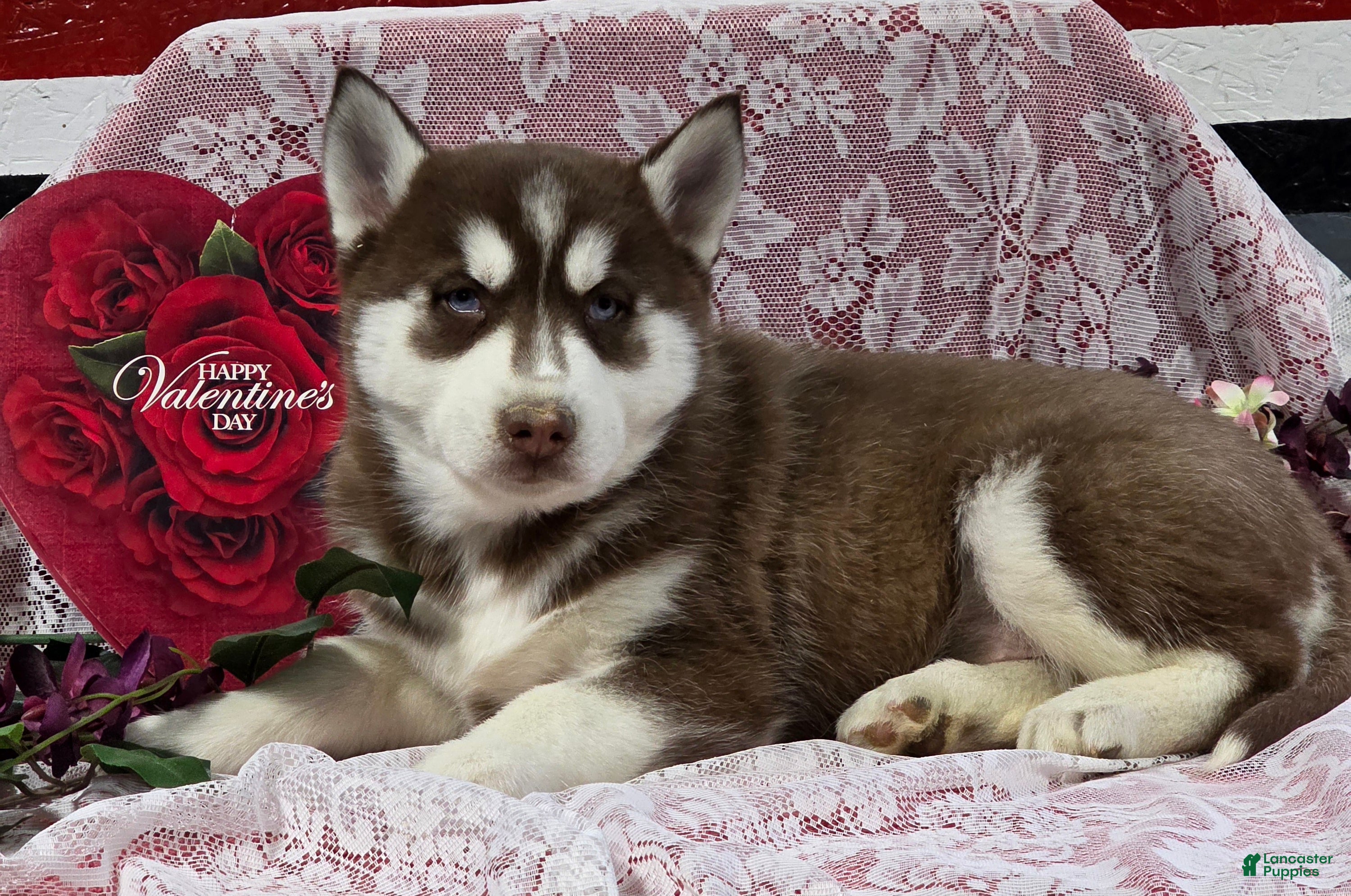 Siberian Husky dogs for sale: Karter - Ad 1