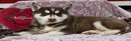Siberian Husky dogs for sale: Karter - Ad 1