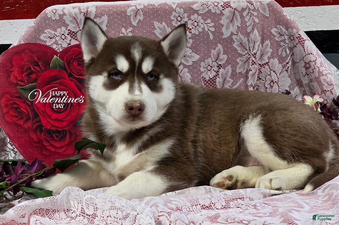 Siberian Husky dogs for sale: Karter - Ad 1