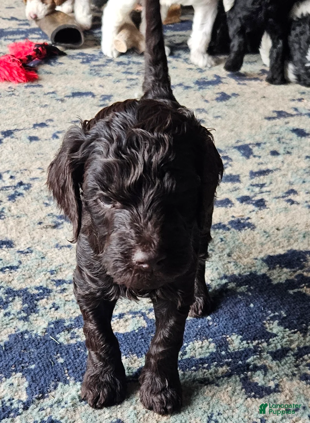 Goldendoodle dogs for sale: Goldendoodle Puppy 7 - Ad 1