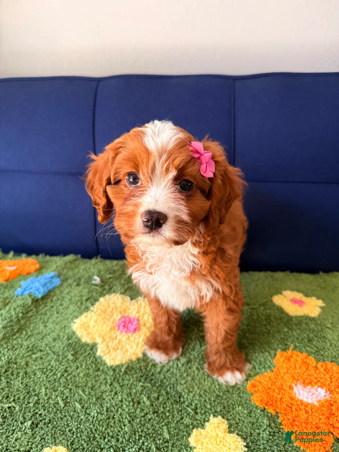 Cavapoo dogs for sale: Cavapoo Puppy 1 - Ad 1