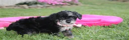 Miniature Poodle dogs for sale:  Bella - Ad 12