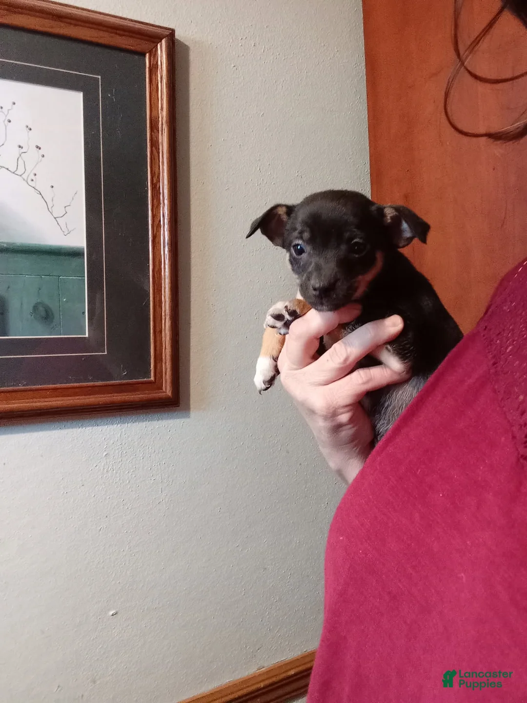 Chihuahua dogs for sale: Tiny Kent-REGISTERED  - Ad 1