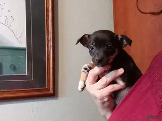 Chihuahua dogs Tiny Kent-REGISTERED - Ad 40