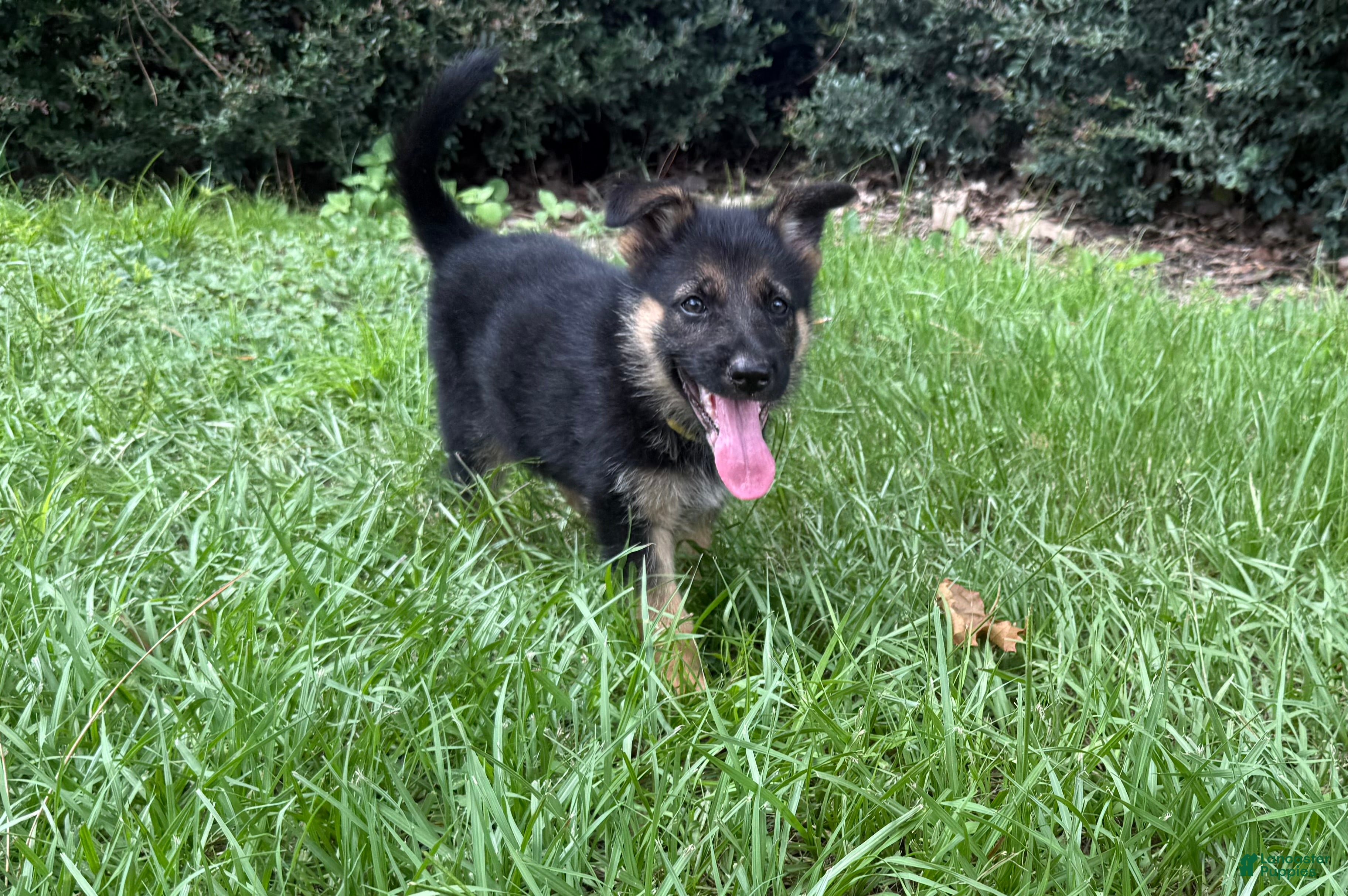 German Shepherd dogs Daffodil - Ad 2