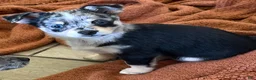 Mixed Breed dogs for sale: Luna - Ad 7