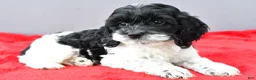 Cockapoo dogs for sale: Stella - Ad 3