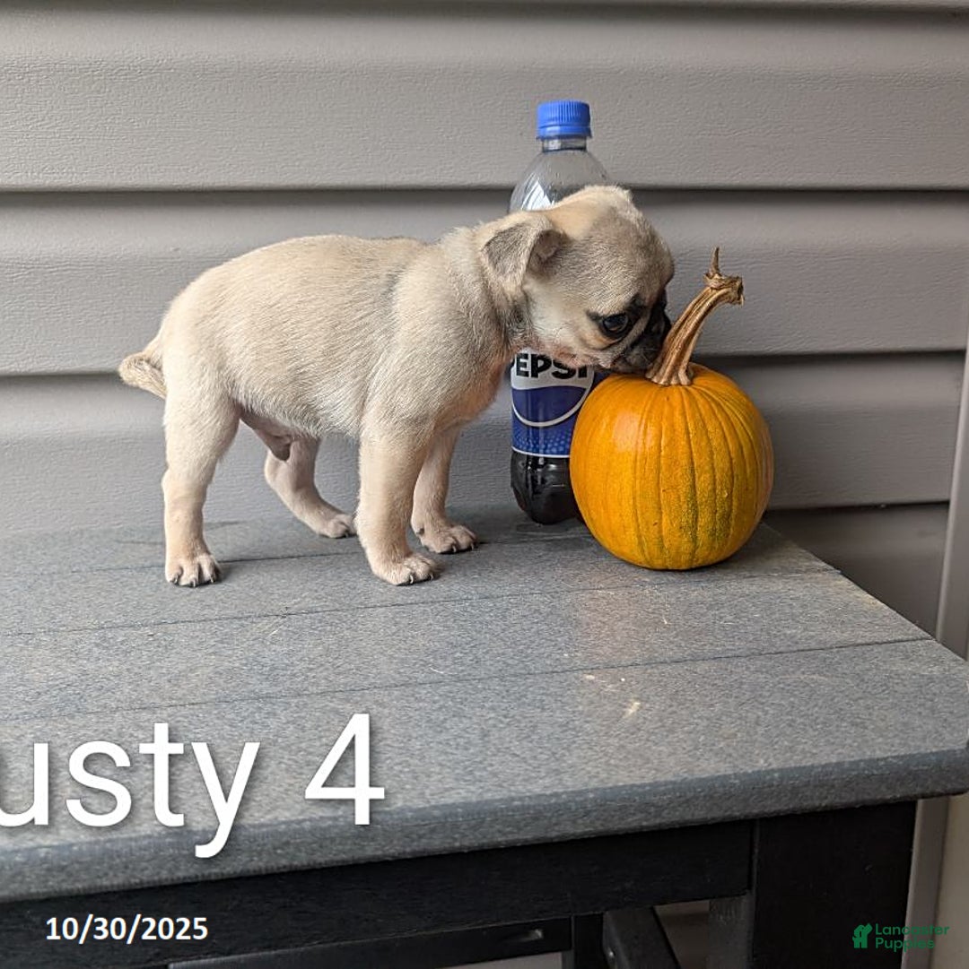 Pug dogs for sale: Rusty - Ad 7