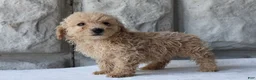 Bichpoo dogs for sale: Bonnie - Ad 7