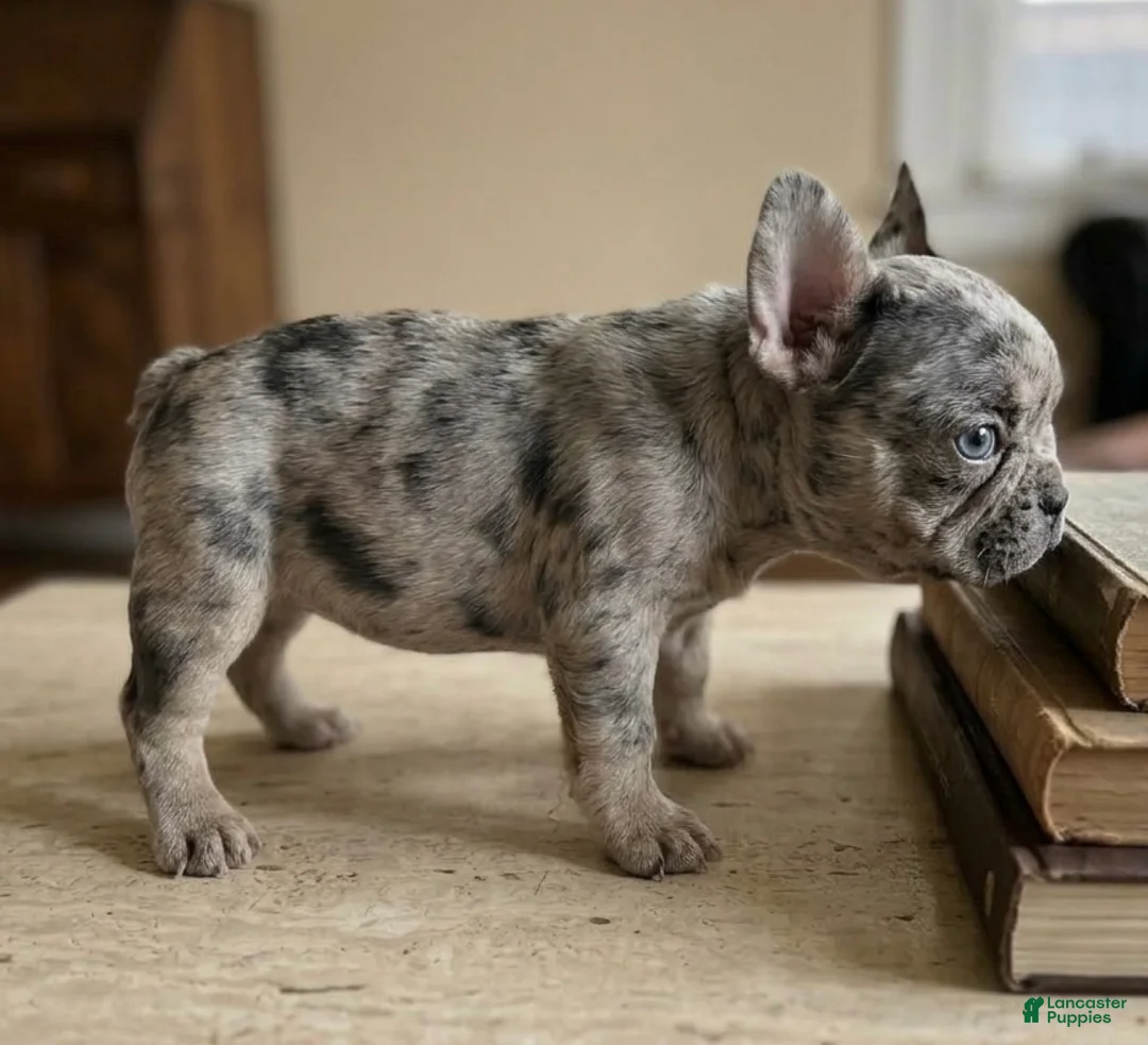 French Bulldog dogs for sale: Cosmo - Ad 2