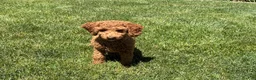 Cockapoo dogs for sale: Shellie - Ad 5