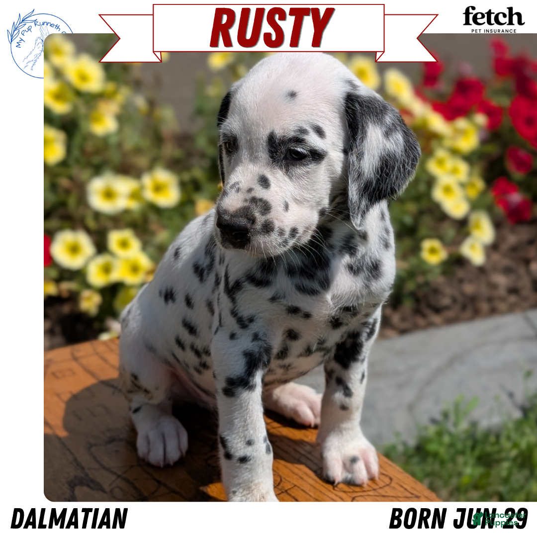 Dalmatian dogs Rusty - Ad 1