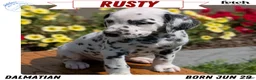 Dalmatian dogs for sale: Rusty - Ad 1