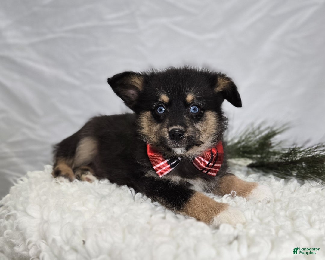 Pomapoo dogs for sale: Lance - Ad 3