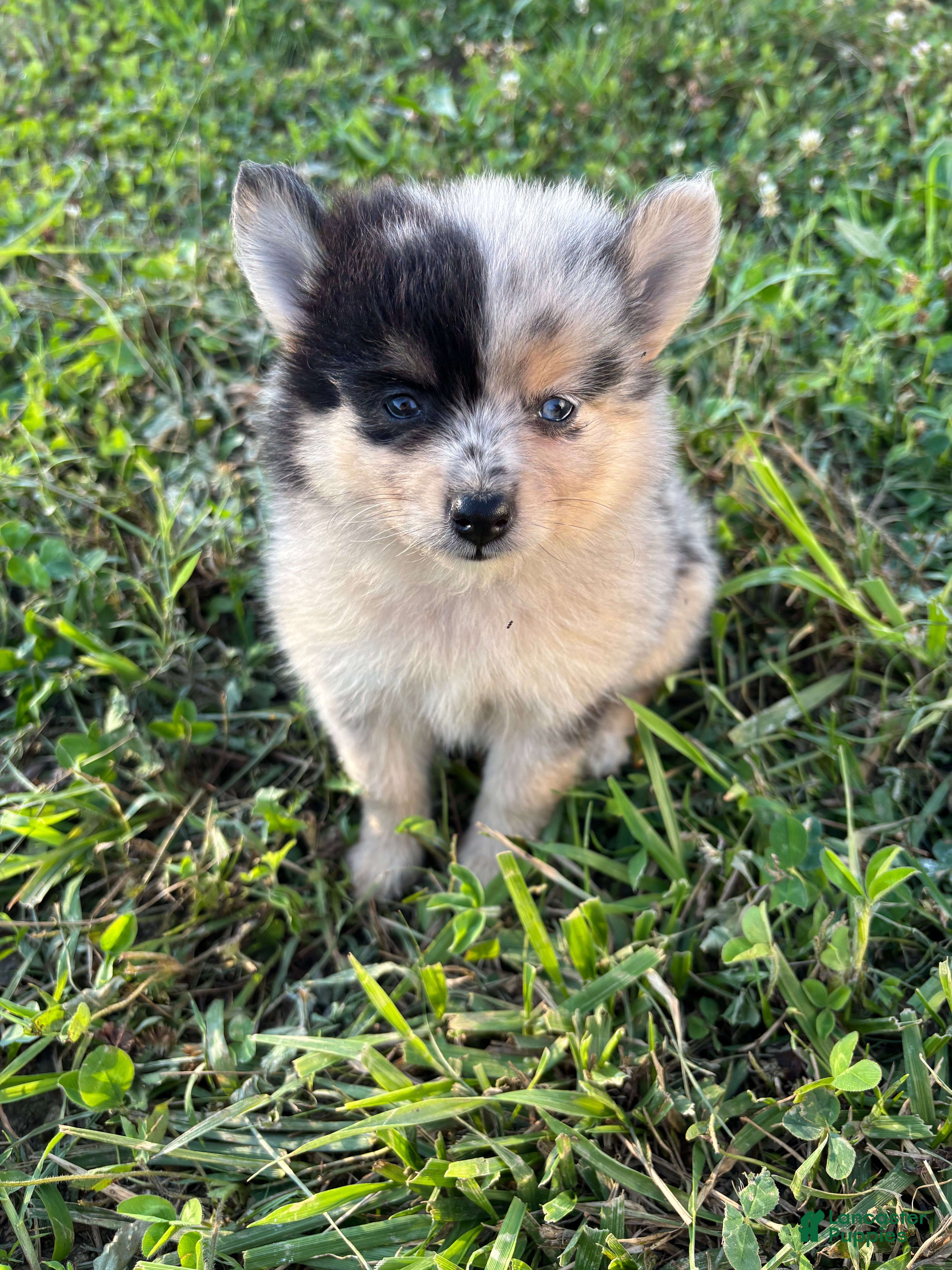 Pomsky dogs Minnie - Ad 1