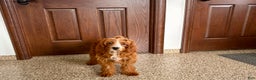 Cavapoo dogs for sale: Davey F1 - Ad 7