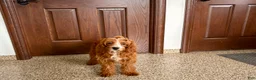 Cavapoo dogs for sale: Davey F1 - Ad 8