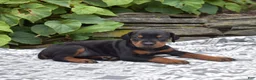 Doberman Pinscher dogs for sale: Echo - Ad 4