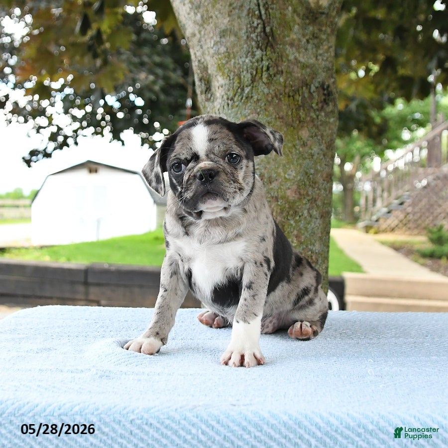 Mixed Breed dogs Harmony - Ad 1