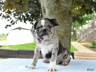Mixed Breed dogs for sale: Harmony - Ad 3