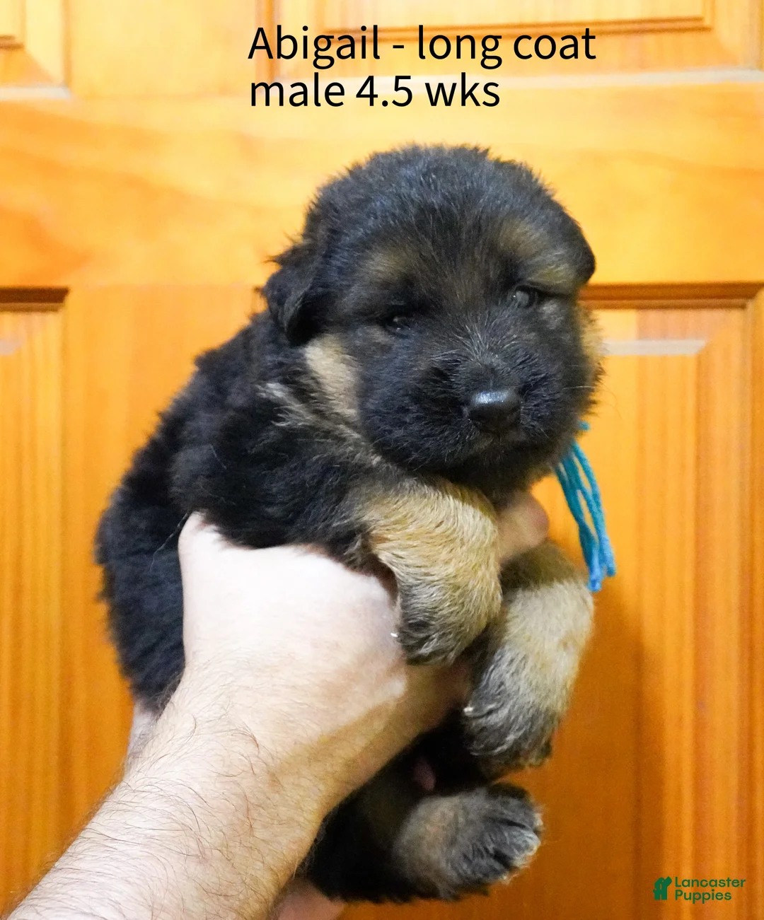 German Shepherd dogs for sale: German Shepherd 1 - Ad 1