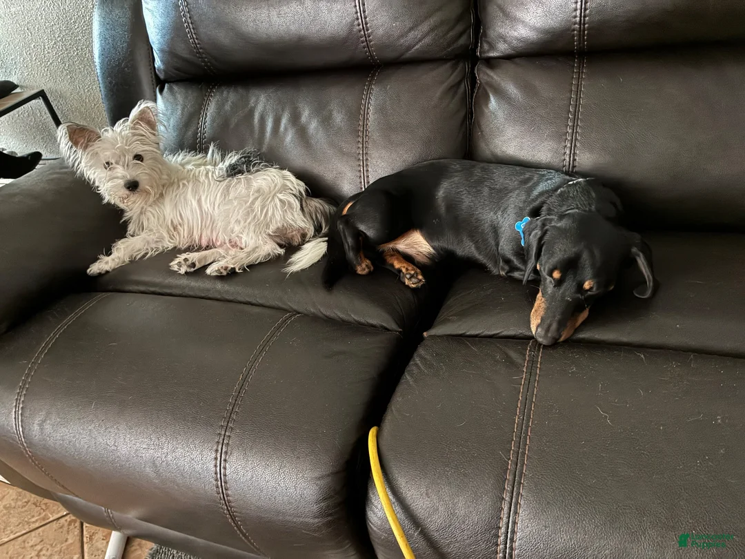 Mixed Breed dogs for sale: Mixed Breed 4 - Ad 2