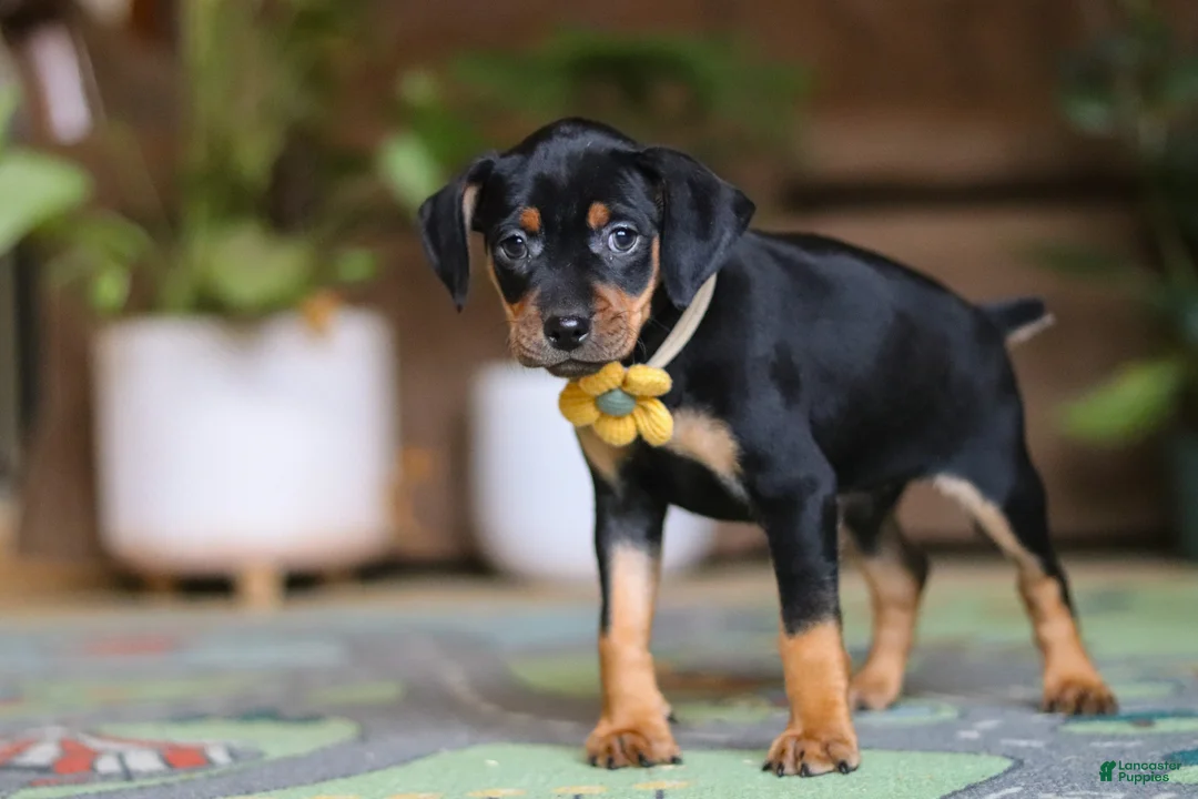 Miniature Pinscher dogs for sale: Daisy - Ad 2