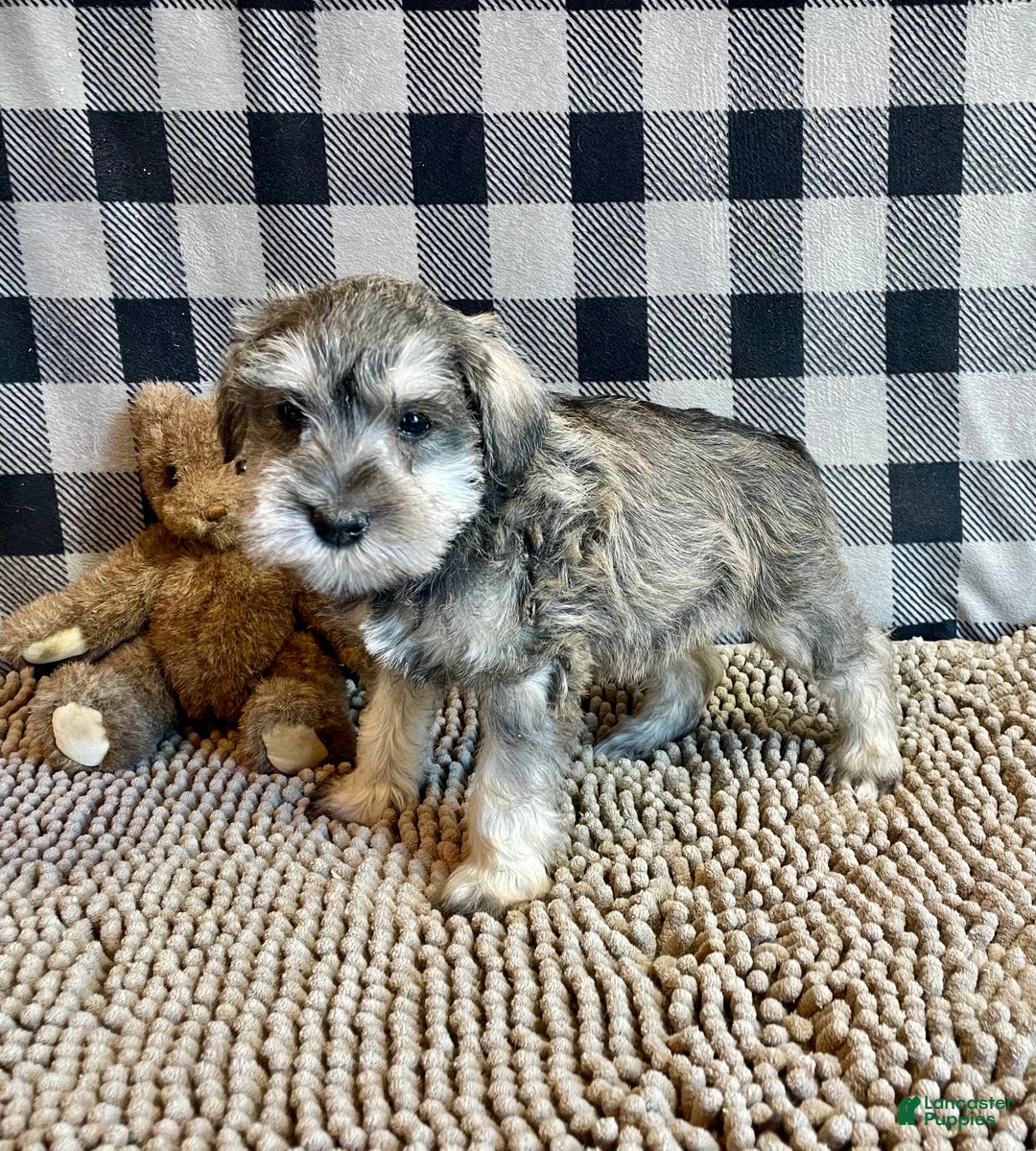 Miniature Schnauzer dogs for sale: Jake - Ad 5